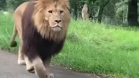 Huge Lion Just Walks By! #kingofthejungle #shortsviral