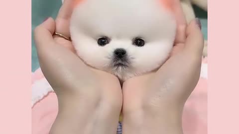 Irresistible cute dog video