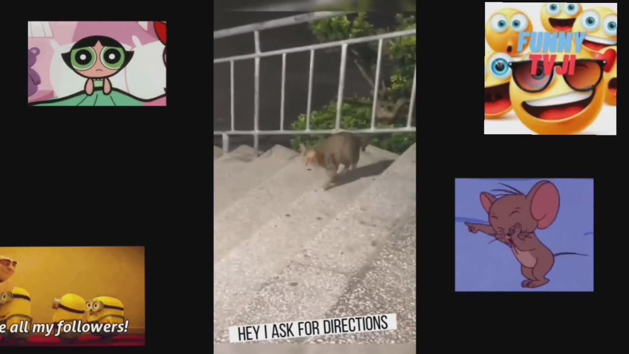 FUNNY TOM AND JERRY 8