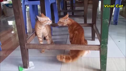 Cats Fighting and Meowing - These Two are Bloody Brothers _ Viral Cat