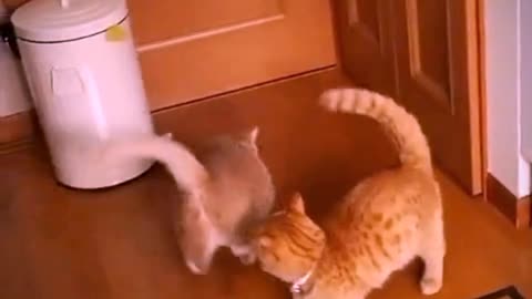 Cats fun time 🤣😂