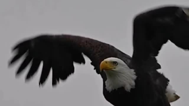 Wild animal zero distance eagle