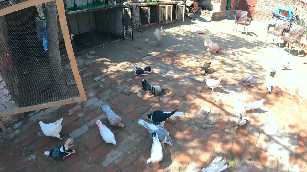 my beautiful mini zoo