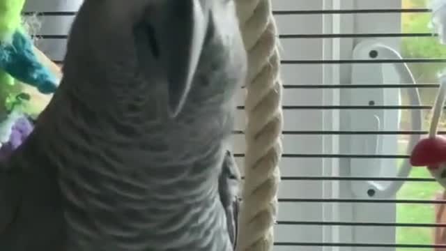 AfricanGrey #africangreyparrot #birds