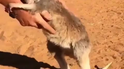 Watch out for that wallaby!