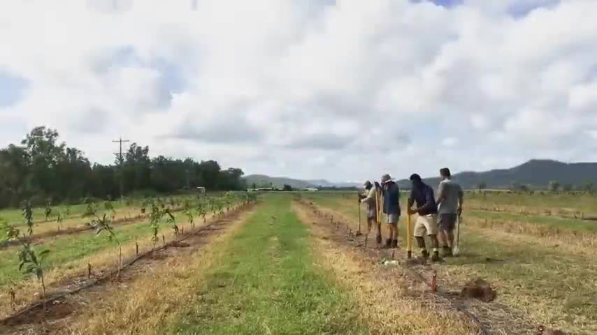 ralian Farmers Produce Thousands Of Tons Of Mangoes This Way - Australian Farming