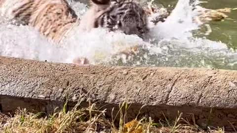 This is what happens when you put pumpkins in the tiger cub's pool...