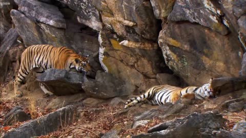 Tiger Cubs' Last Moments as a Family