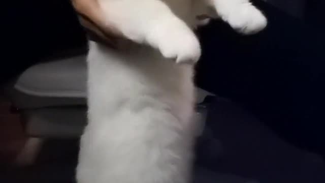 The cat jumps!
