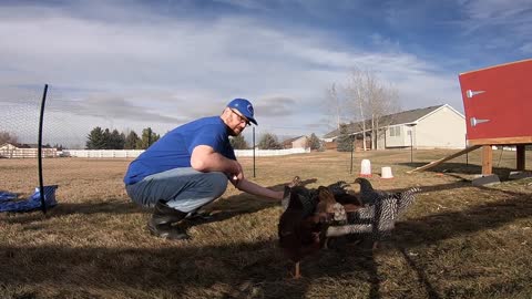 Greg Tries to Feed the Chickens from His Hand!