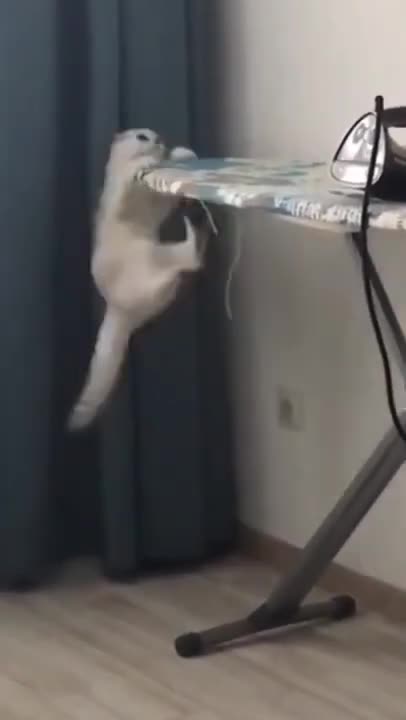 Cute Cats #Shorts Funny video #shorts