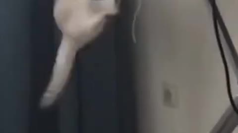 Cute Cats #Shorts Funny video #shorts