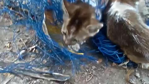 The cat was caught in the net