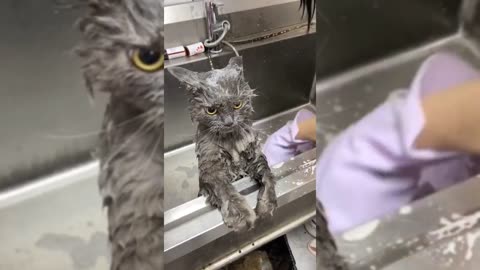 The Funniest Animal Moments You’ll Watch Today! 🐾✨