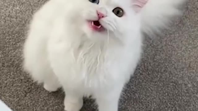 OMG So Cute Cats ♥ Best Funny Cat ❤️🐈Videos 2021