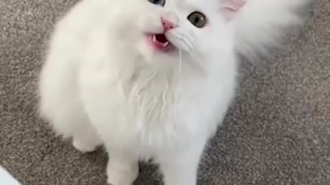 OMG So Cute Cats ♥ Best Funny Cat ❤️🐈Videos 2021