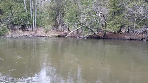 Manistee River