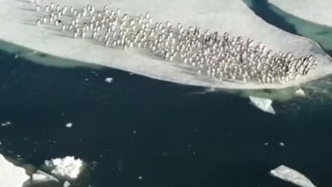 Lovely troop of penguins