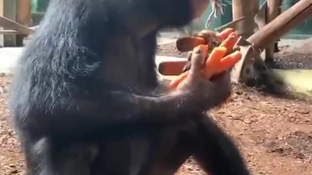 monkey eating carrots