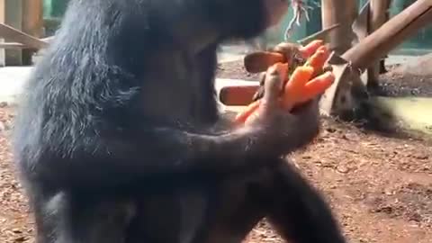 monkey eating carrots