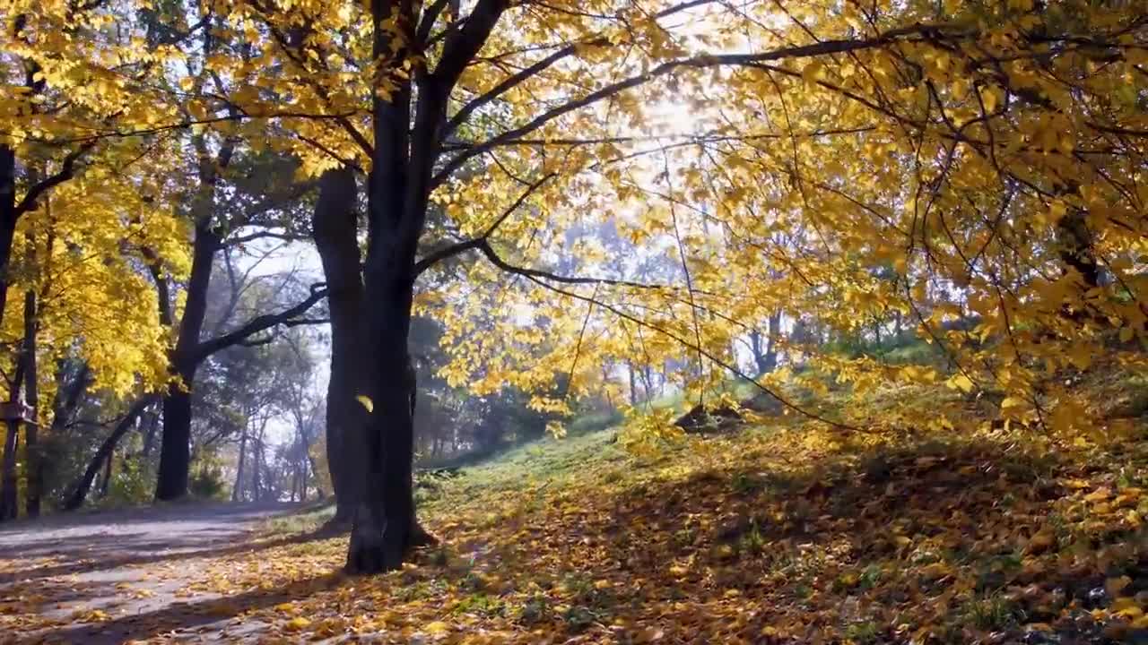 Enchanting Autumn Forests with Beautiful Piano Music