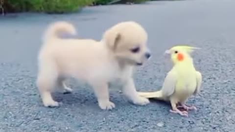Cute dog 🐕