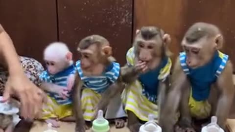 monkey videos