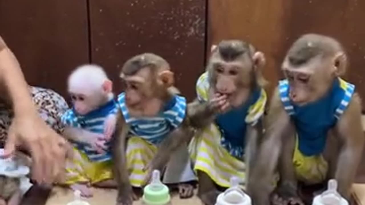 monkey videos