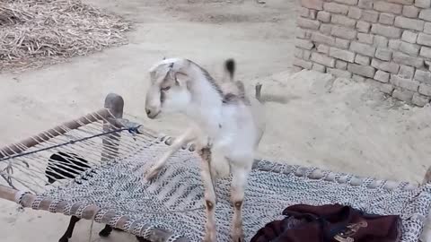 Indian goat# indian Village