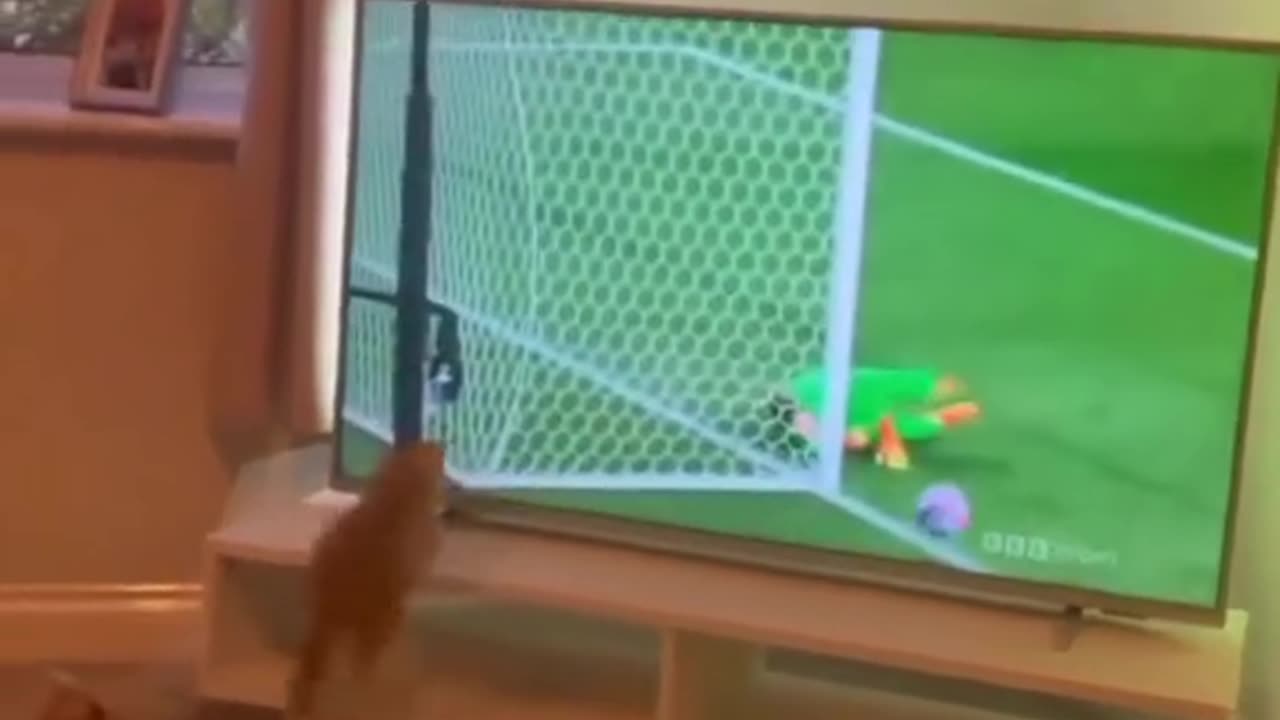 Funny cat video