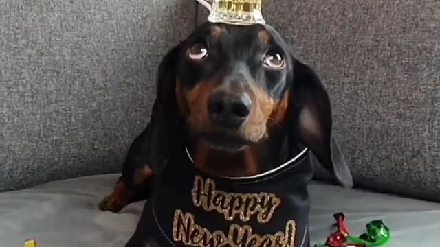 Dachshund Balances Beer for New Year Celebrations