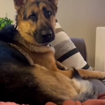 Funny And Cute Animal Vedios