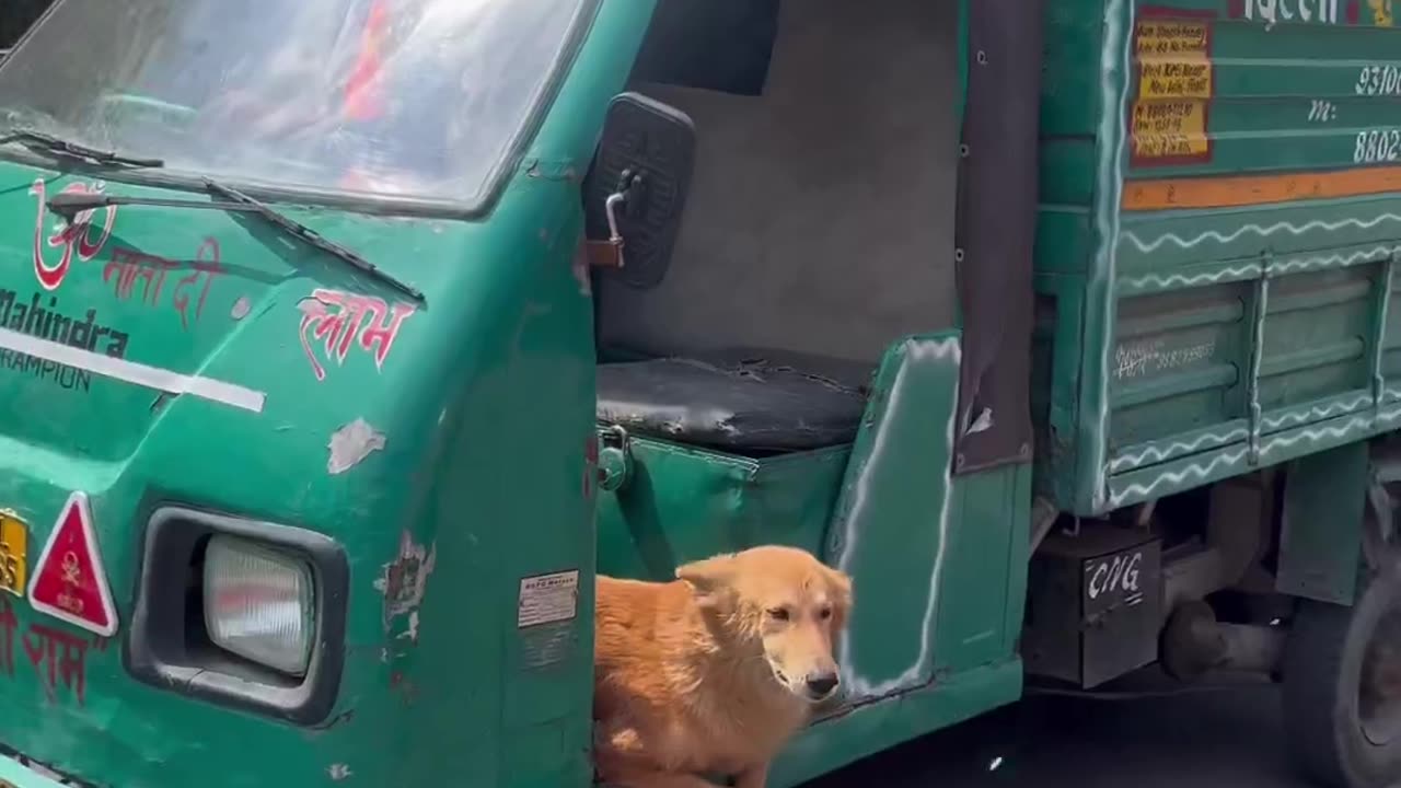 This pup loves a good ride with the wind in their fur! 🐾🚗💨