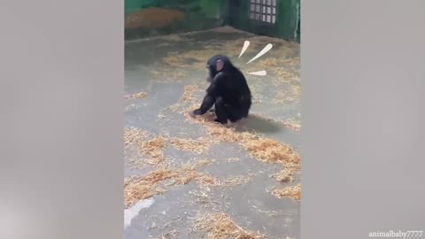 Funny gorilla moments.