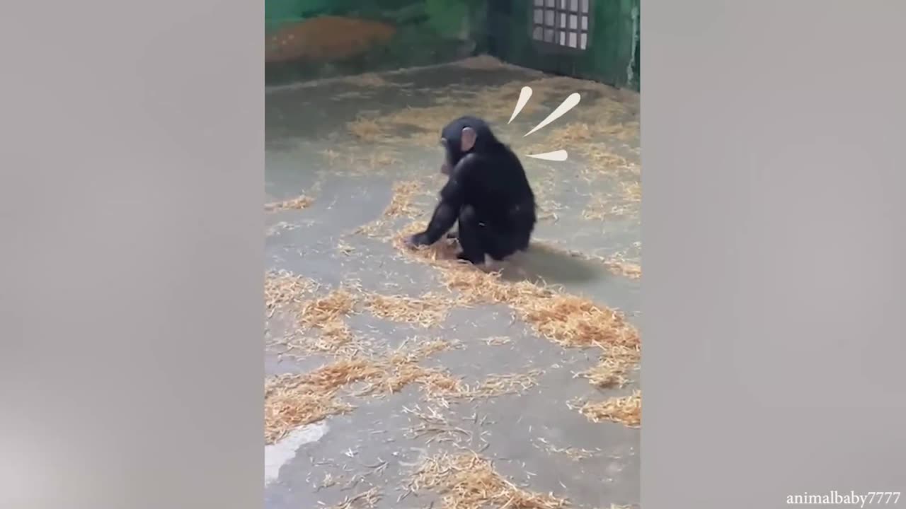 Funny gorilla moments.