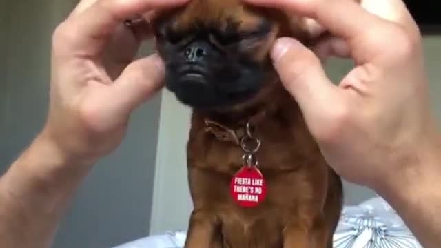 The puppy is enjoying a massage very comfortably