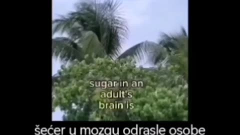 Sugar - šećer