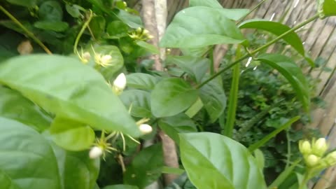 Sampaguita, Pambansang Bulaklak