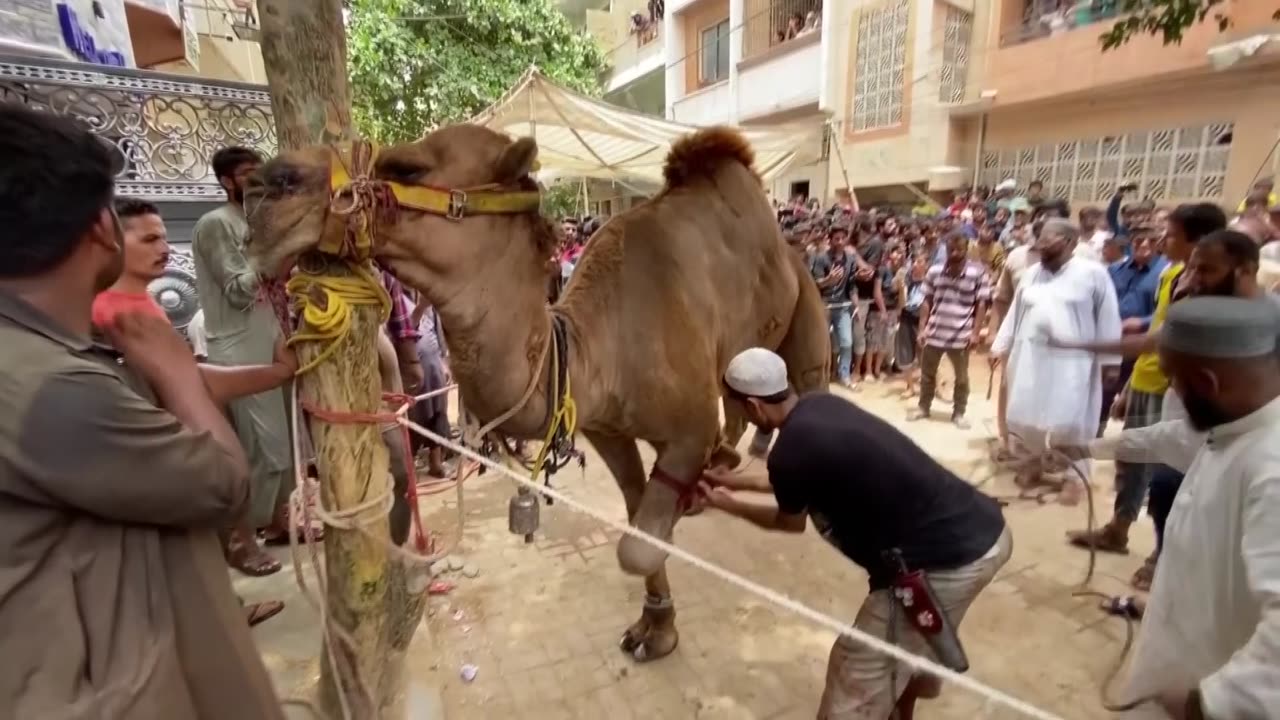 Camal ko churi mari par Bi ziba na hoa Camel Qurbani 2023