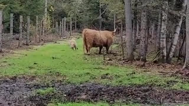 The cow