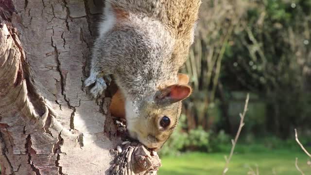 Squirrel eats corn