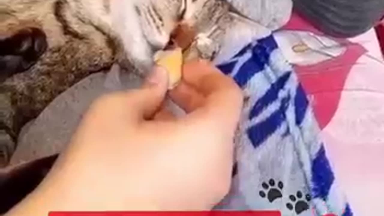 Funny shorts 😂🤣 Dog and cat 😺🐈🐈