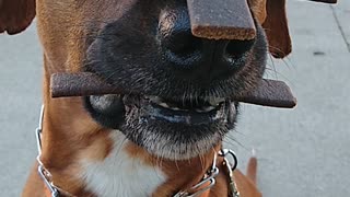 Well trained dog holds treats with extreme patience