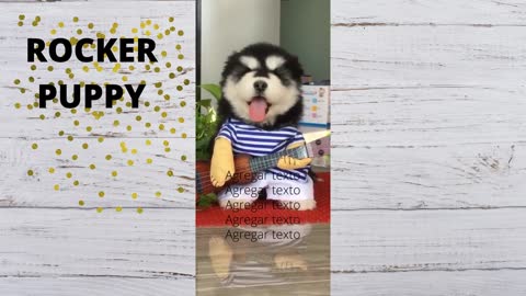 Cute dog try to play guitar funny video