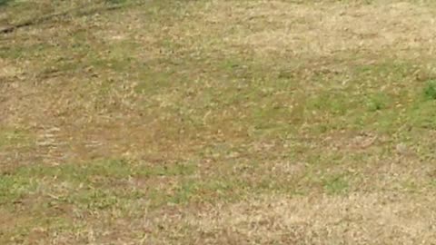 American Bald Eagle on the golf course Clearwater Florida