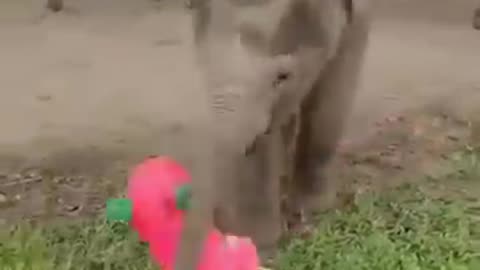 Elephant funny🐘🐘🤣🤣 please subscribe and like