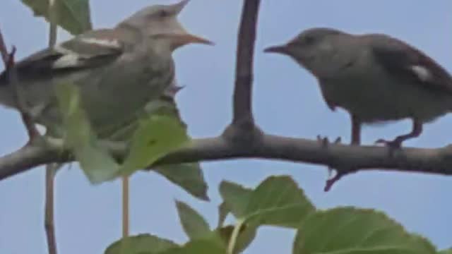 MUSTvWATCH as momma bird flies right to baby with food.