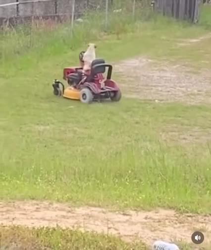 DOG CUTTING GRASS ON LAWNMOWER