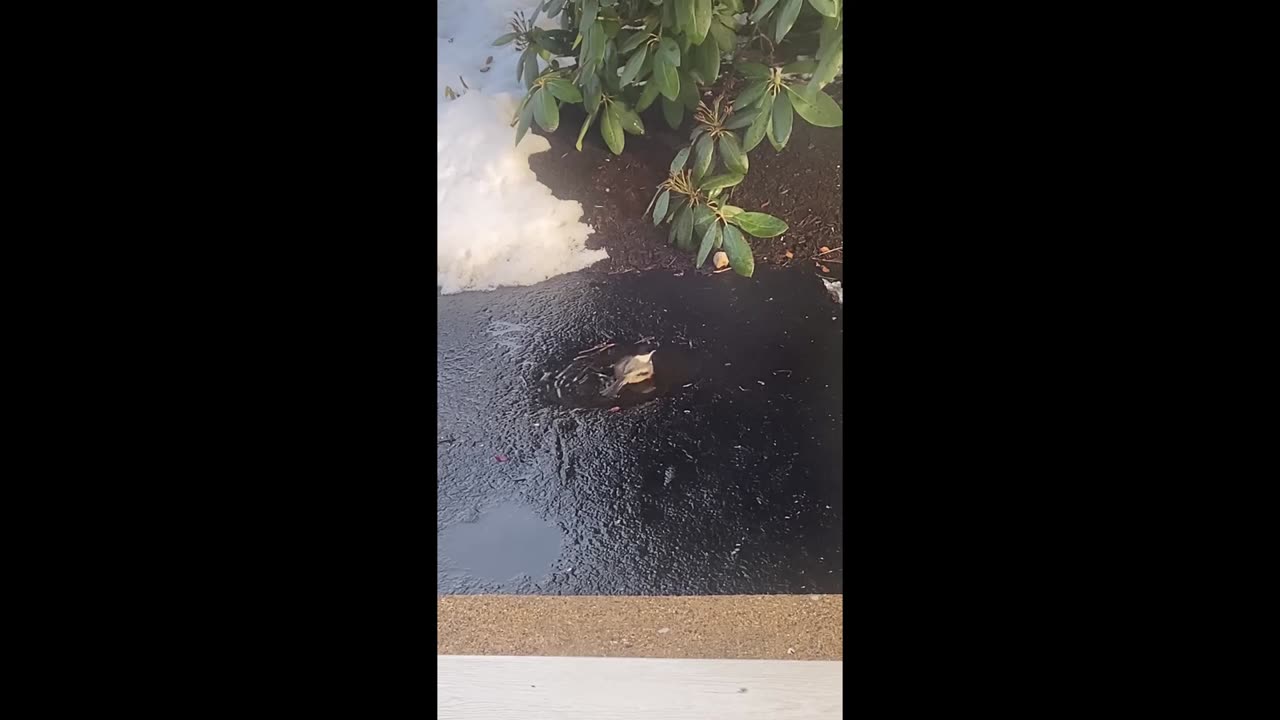 Wren Bird Taking a Winter Bath