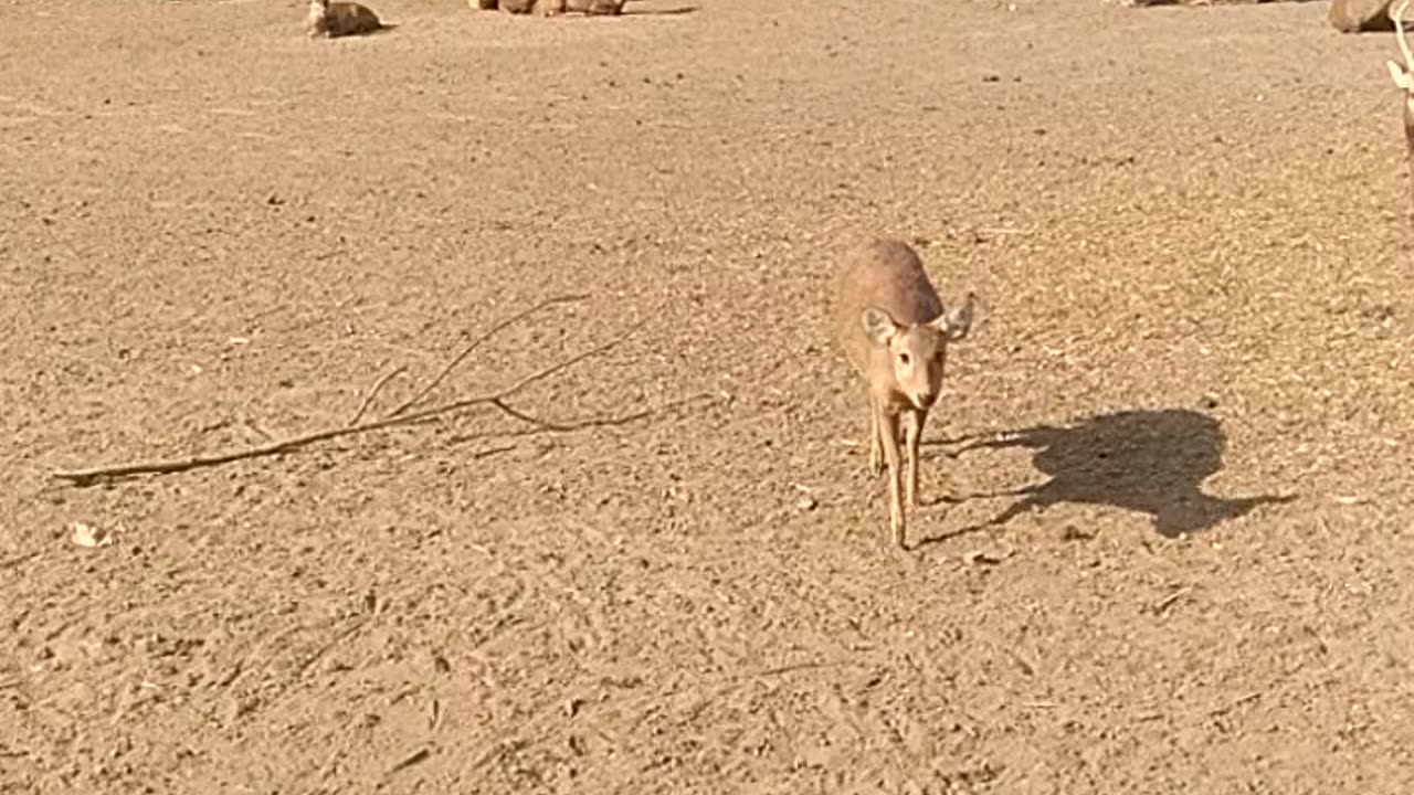 The Far View of Deers in Safari Park.